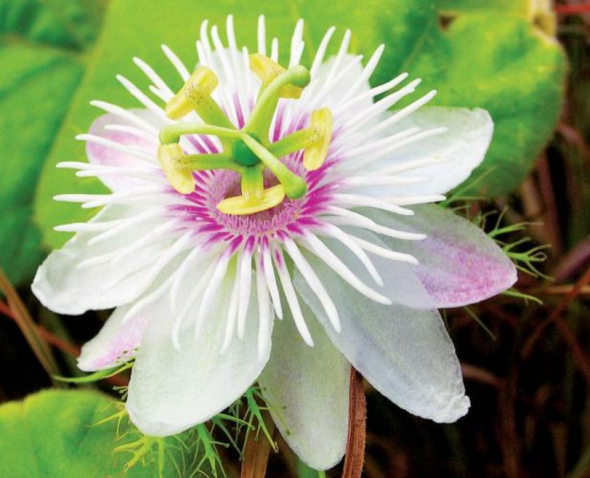 Passiflora kwiaty odmiany