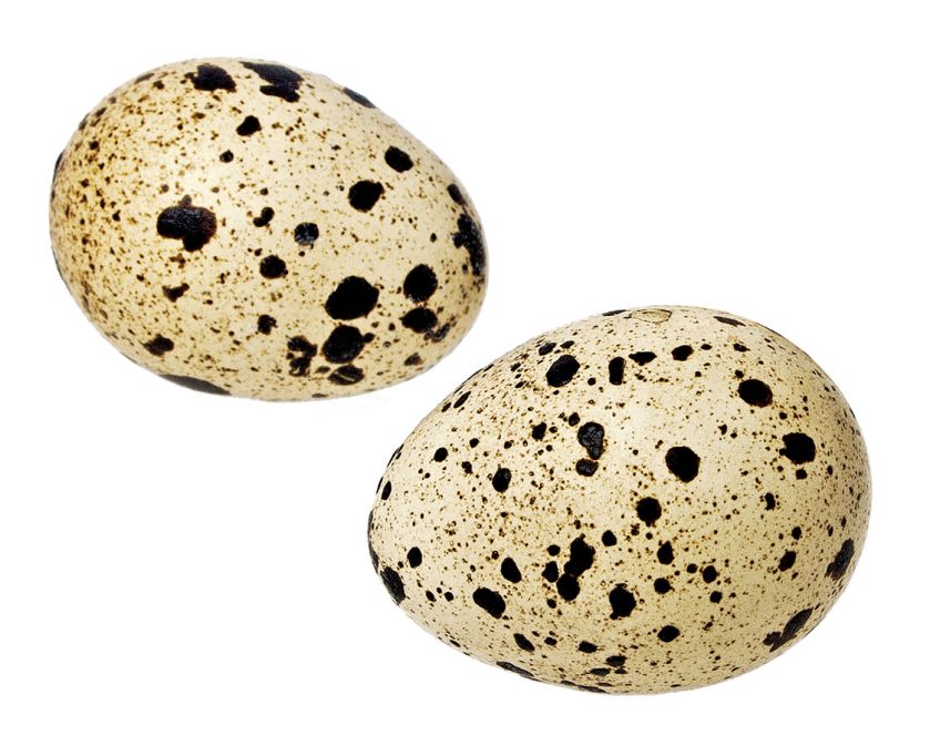 Prosto z natury: naturalna uroda jajek.