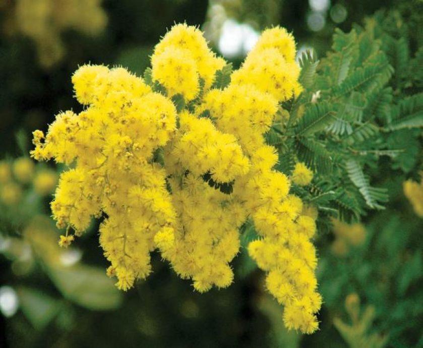 Mimoza jak wygląda