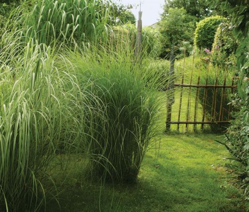Dorodne miskanty zdobią nie tylko zielenią. Z suchych traw Tadeusz wyplata różne ogrodowe dekoracje -