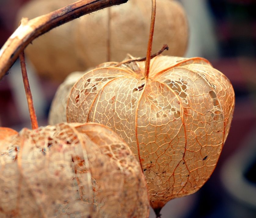 Miechunka - jesienne lampiony