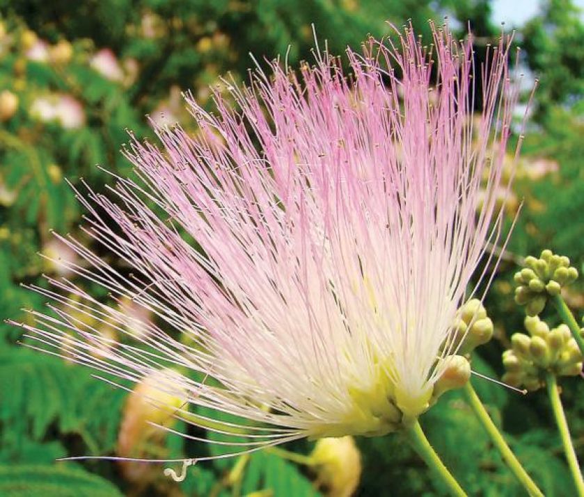 Albicja Jedwabne drzewo