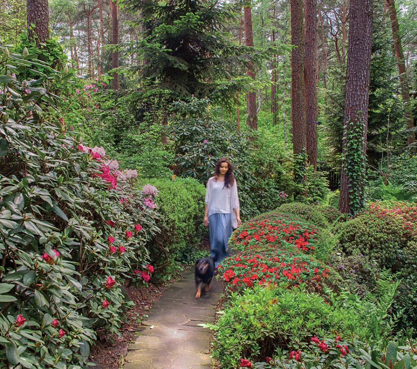 Wspaniałe kolory ogród zawdzięcza niezliczonym krzewom rododendronów i azalii.