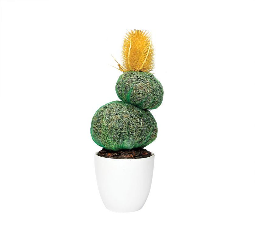 Pachnące: kaktus, tort i lawendowa muffinka, rossocuore.it