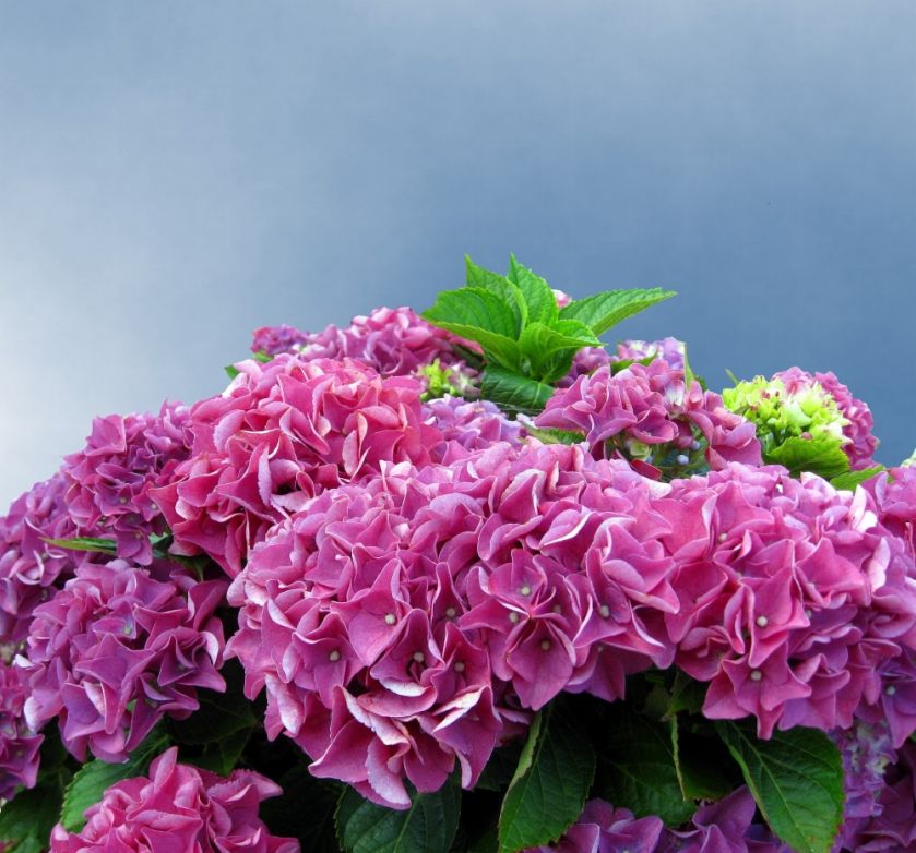 hortensja ogrodowa najlepsze odmiany