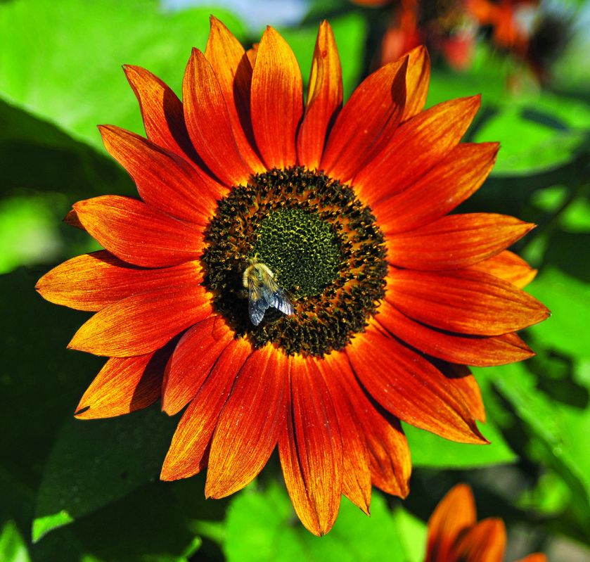 Rośliny o kwiatach pomarańczowych