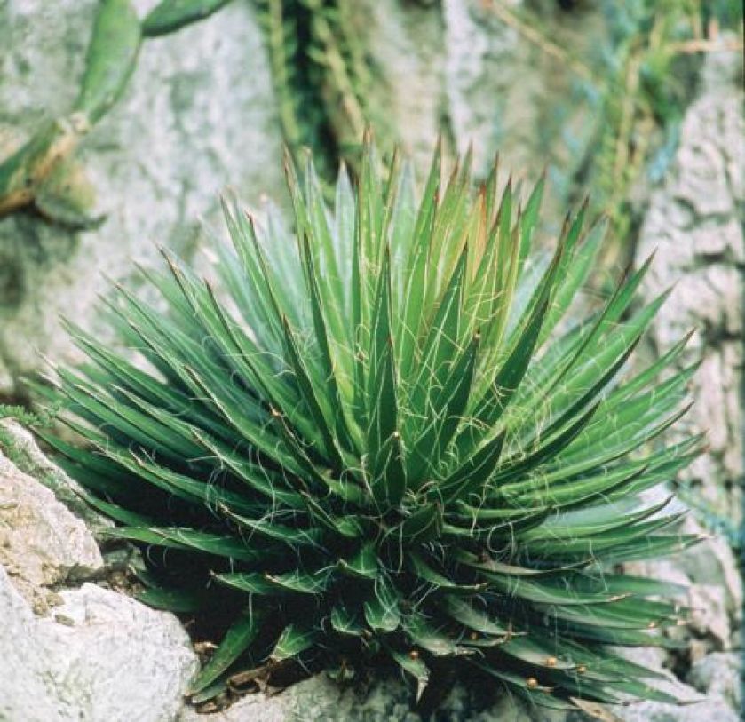 Agawa - dlaczego warto ją uprawiać