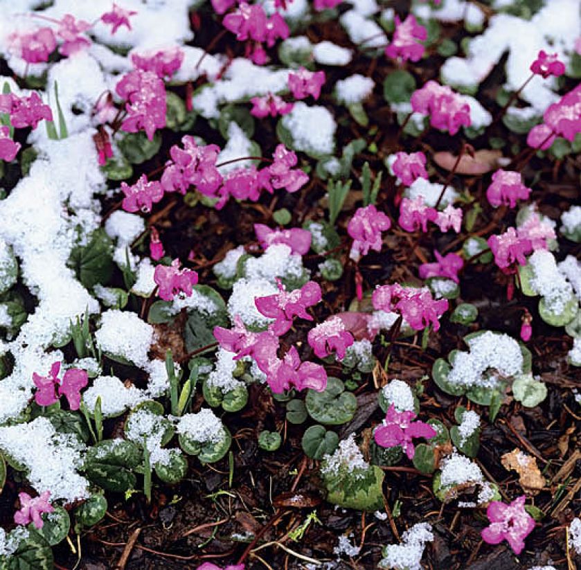 Ogród nad Tamizą. Ogród nad Tamizą