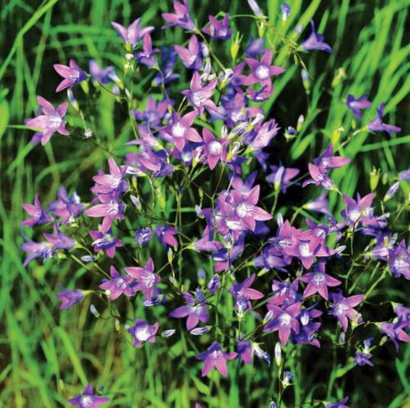 Dzwonek rozpierzchły