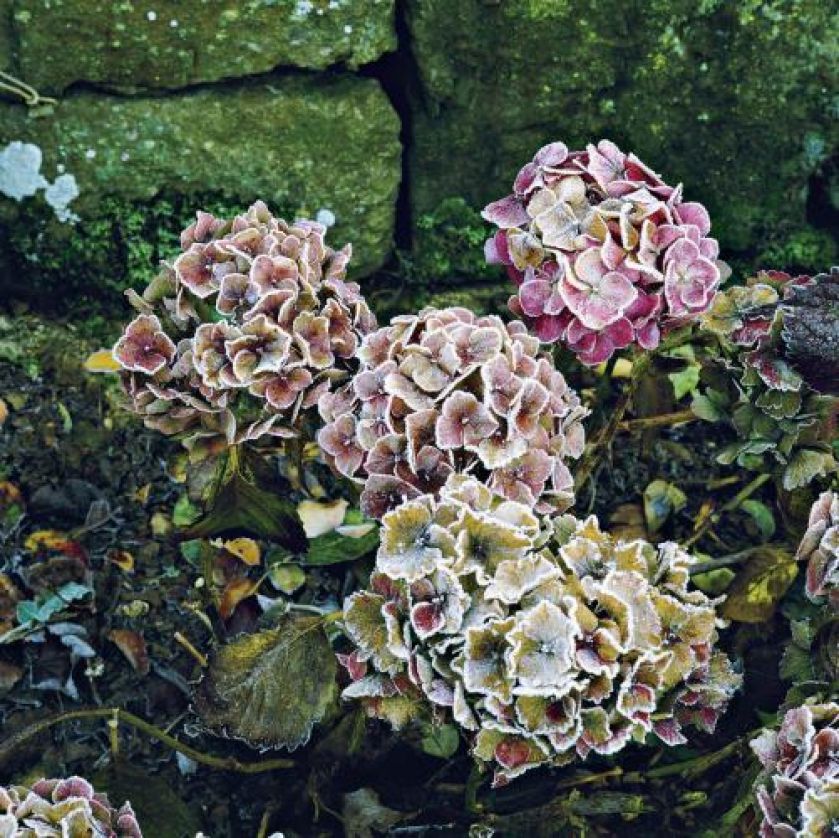 Lekko oszronione kwiaty hortensji. Ogród w zimowej szacie