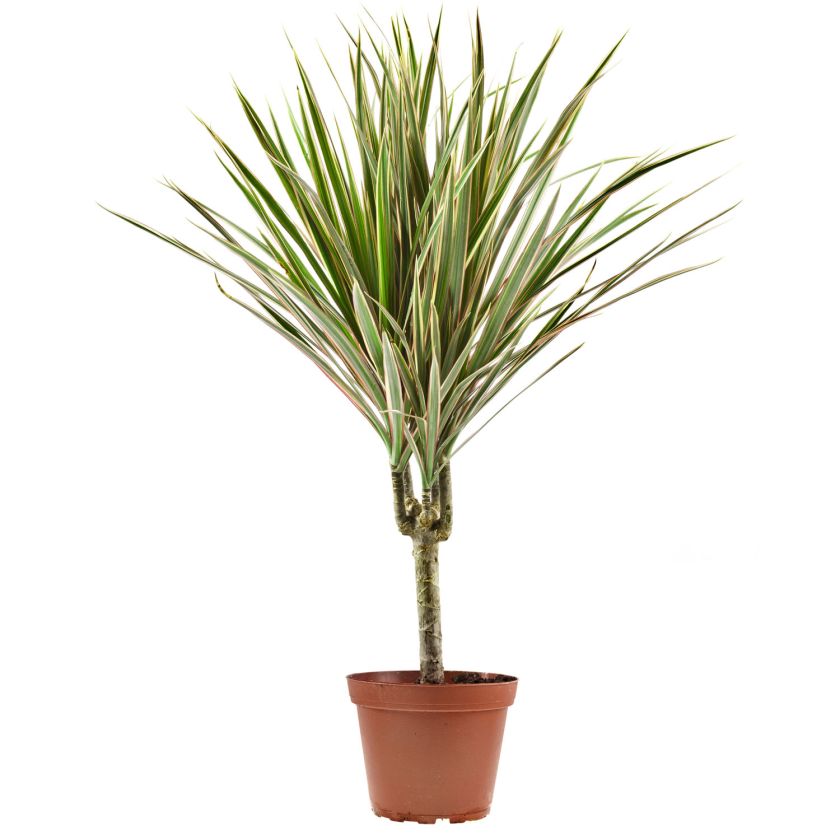 Dracena obrzeżona - jak o nią dbać?