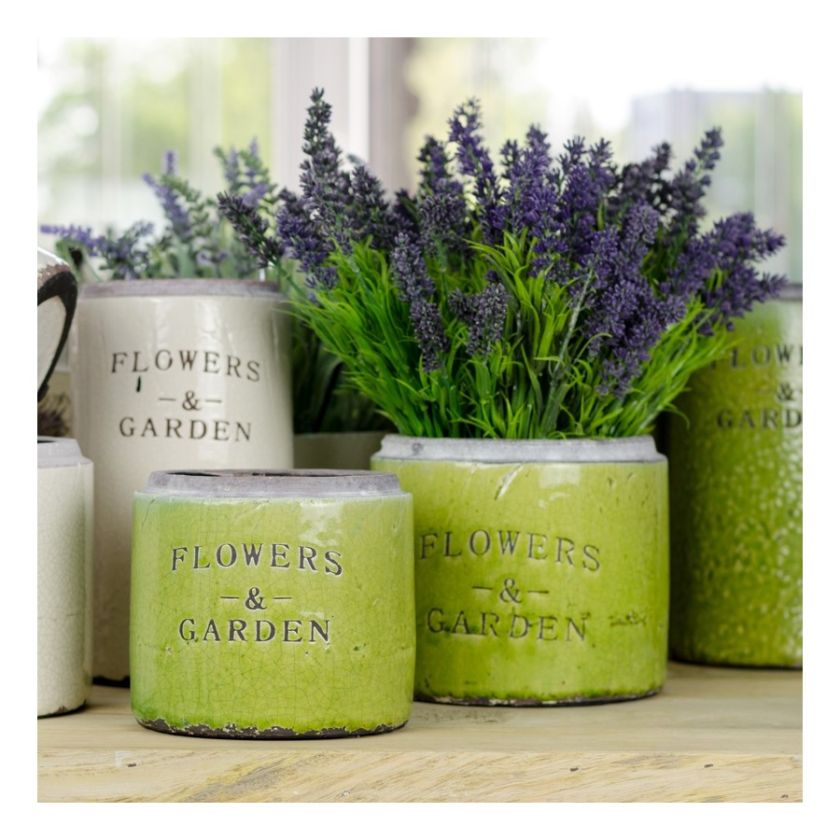 Uprawa lawendy w ogrodzie i w doniczce