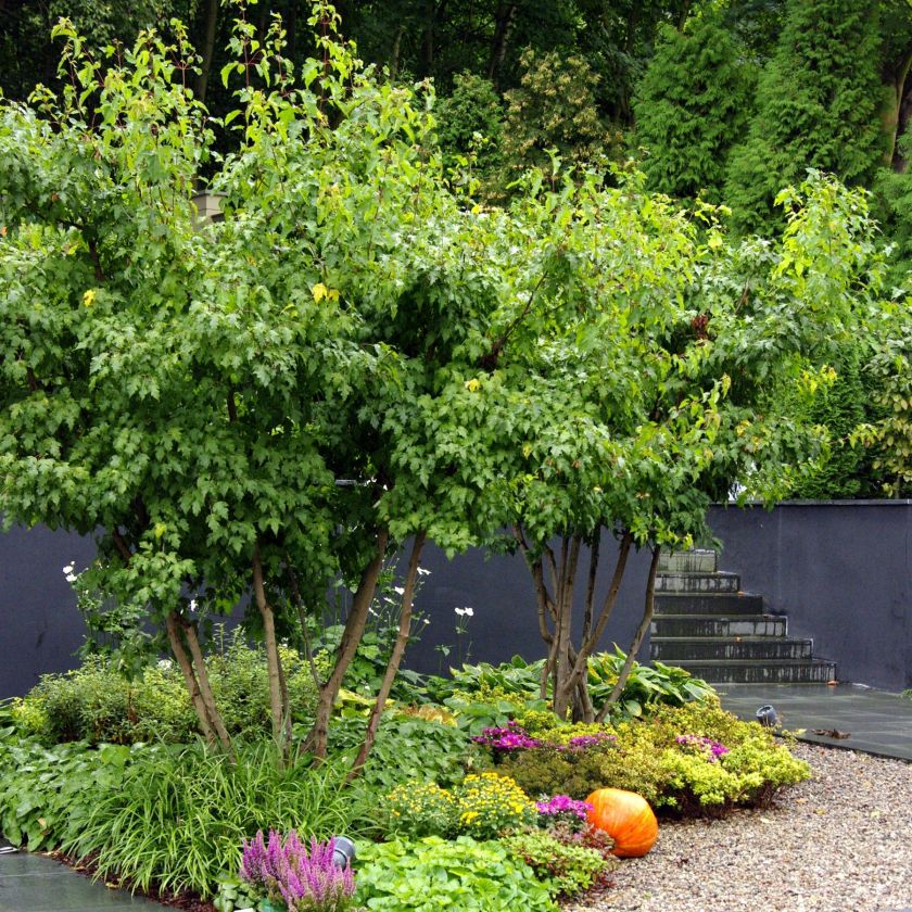 Ogród przy zabytkowej willi w Gdańsku