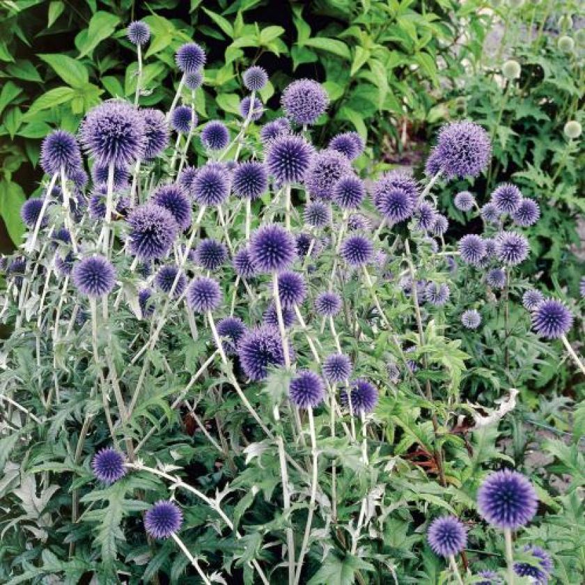 Przegorzan pospolity