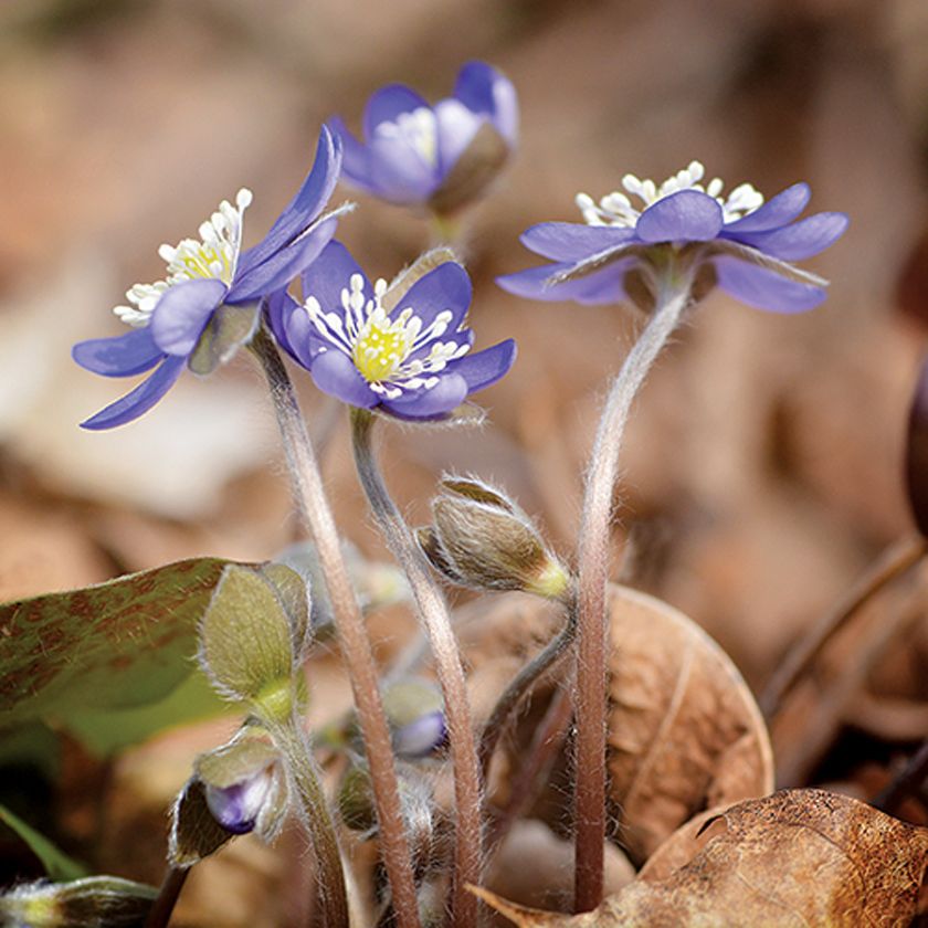 Pierwsze wiosenne kwiaty – kiedy je sadzić w ogrodzie?