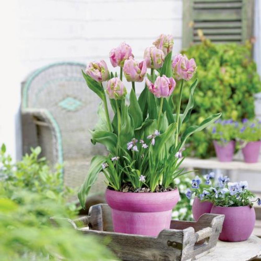 Zapraszamy kwiaty do ogrodu