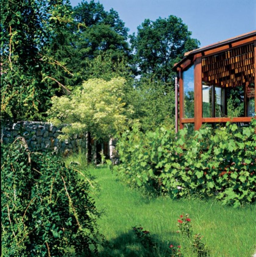 Po samosiejkach dębow i brzozach przy murze przyszla kolej na klony i iglaki.