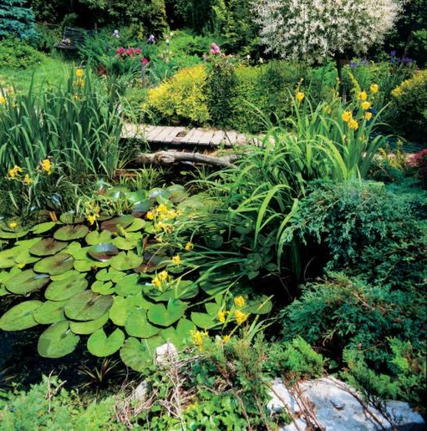 Na wodzie unoszą się grzybienie popularnie nazywane lilią wodną.