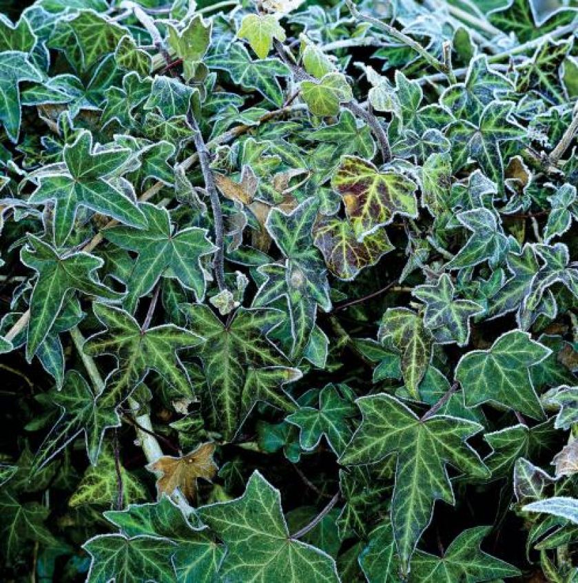 Oszronione rośliny w ogrodzie. Ogród w zimowej szacie