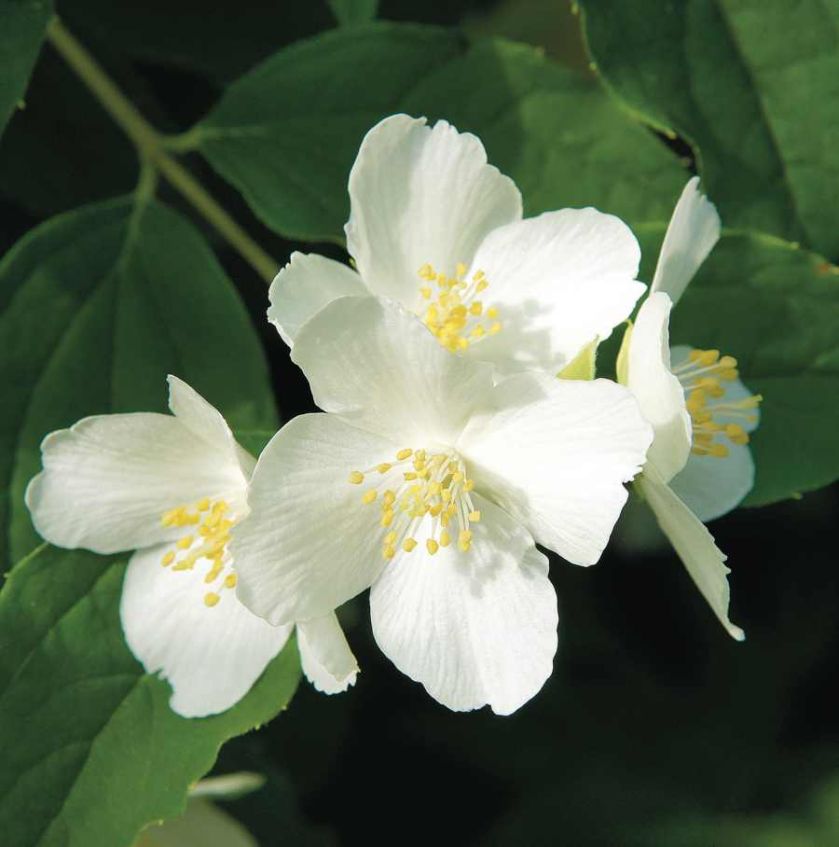 Jaśminowiec wonny. Kwiaty ogrodowe i rośliny, które pachną niczym perfumy