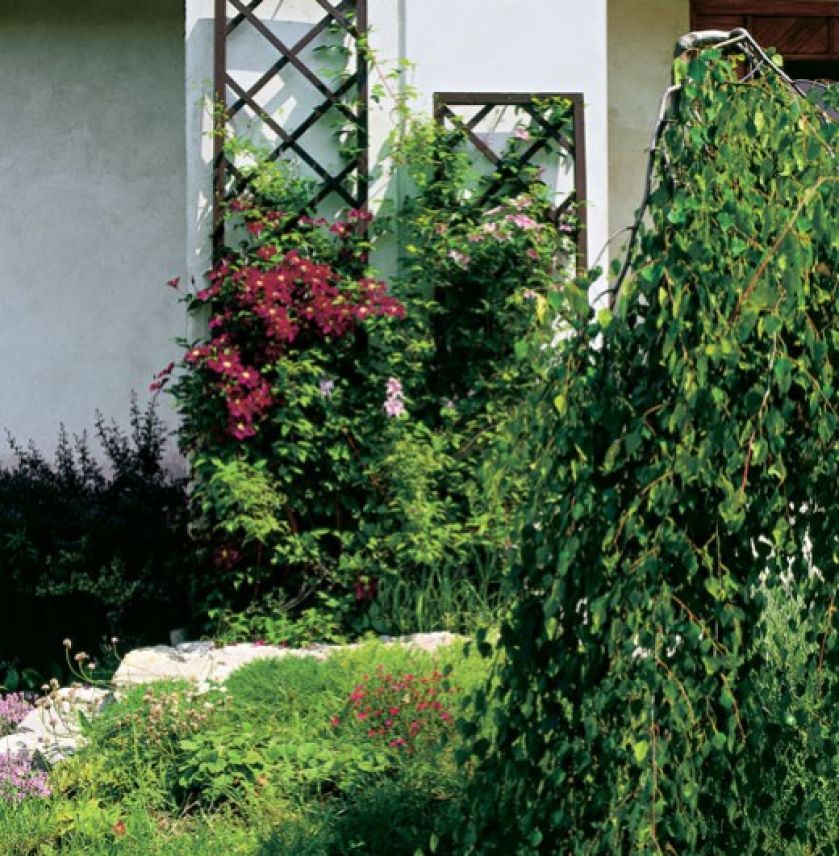 Na podporach przy ścianie kwitnie kolorowy powojnik.