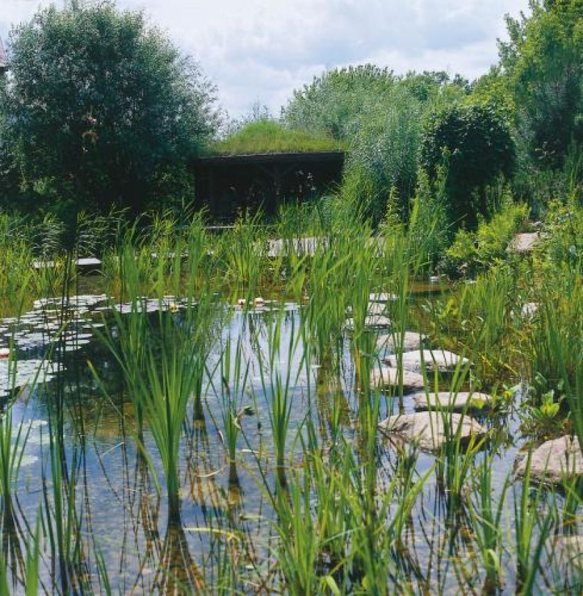 Spacer między trzcinami umożliwiają kamienie.