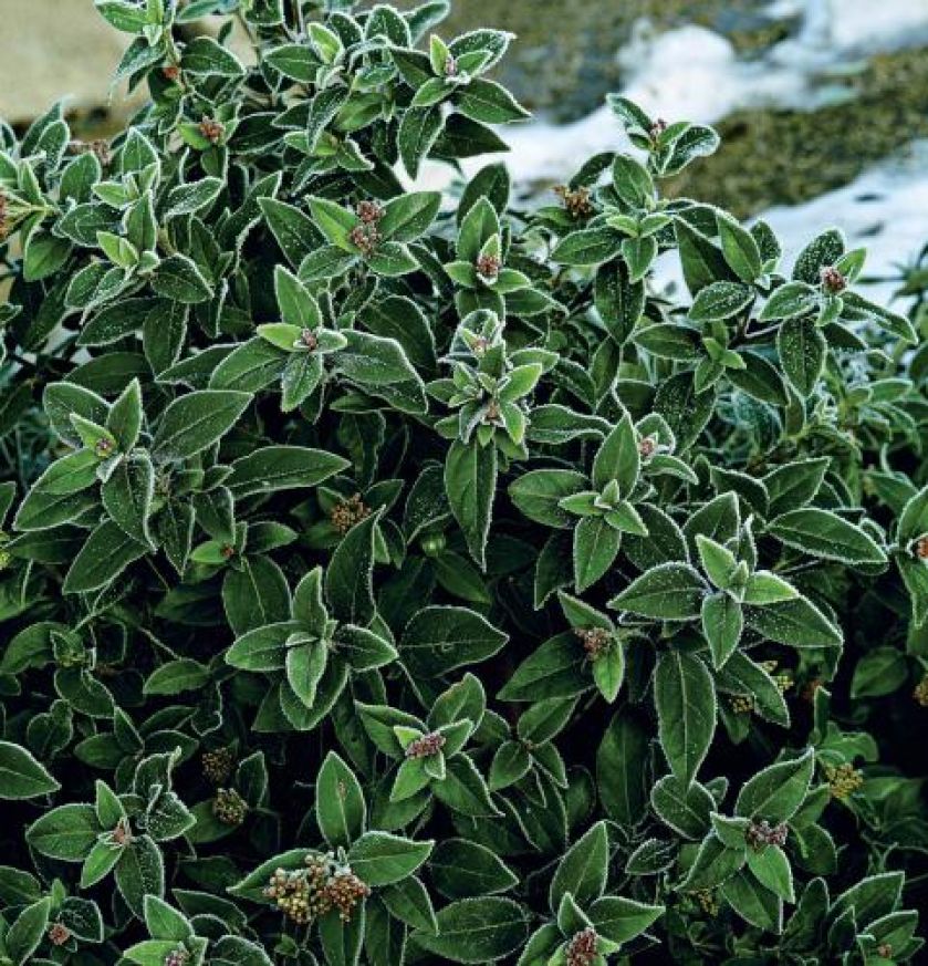 Oszronione rośliny w ogrodzie. Ogród w zimowej szacie