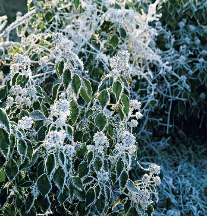 Oszronione rośliny w ogrodzie. Ogród w zimowej szacie