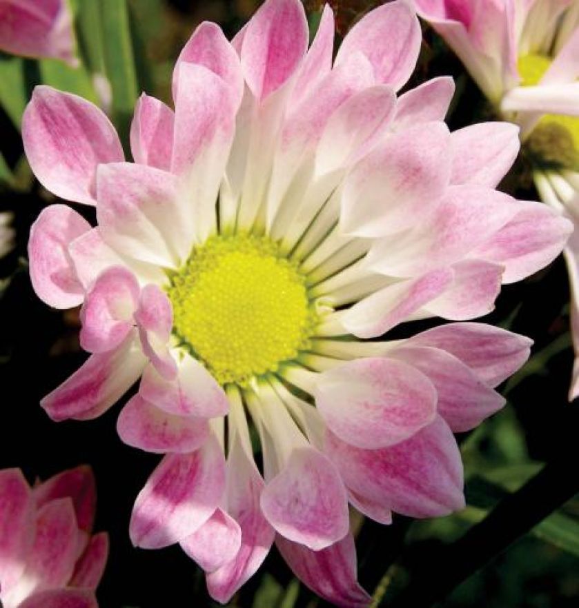 Złocień szklarniowy Coccineum. Chryzantema - kwiat cesarzy