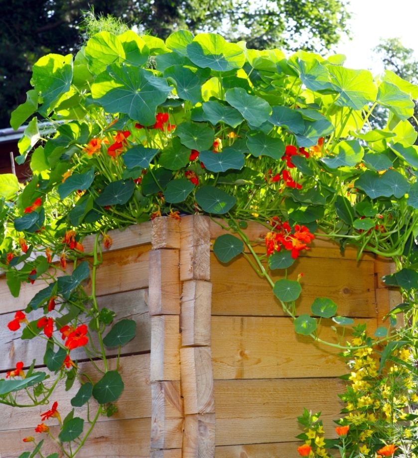 Nasturcje dobrze rosną na balkonie. Ważne, żeby miały stanowisko słoneczne i osłonięte od wiatru.