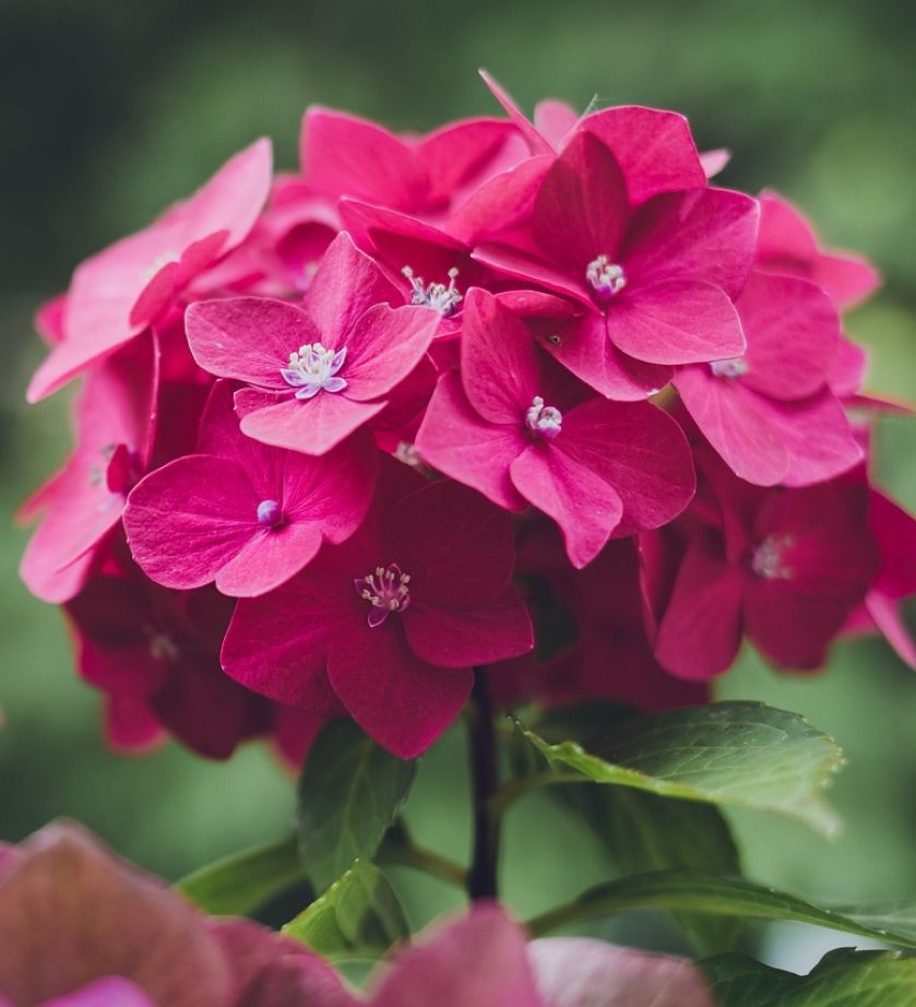 hortensja ogrodowa najpiękniejsze odmiany