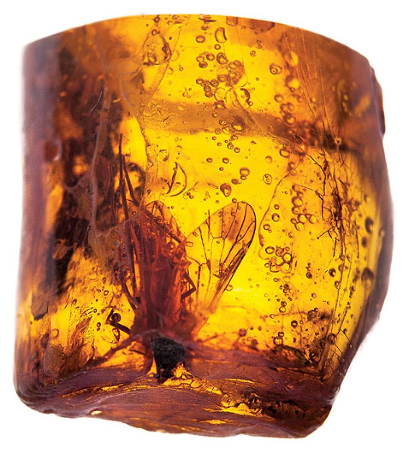 Muchówka uwięziona w bursztynie, Muzeum Ziemi PAN.