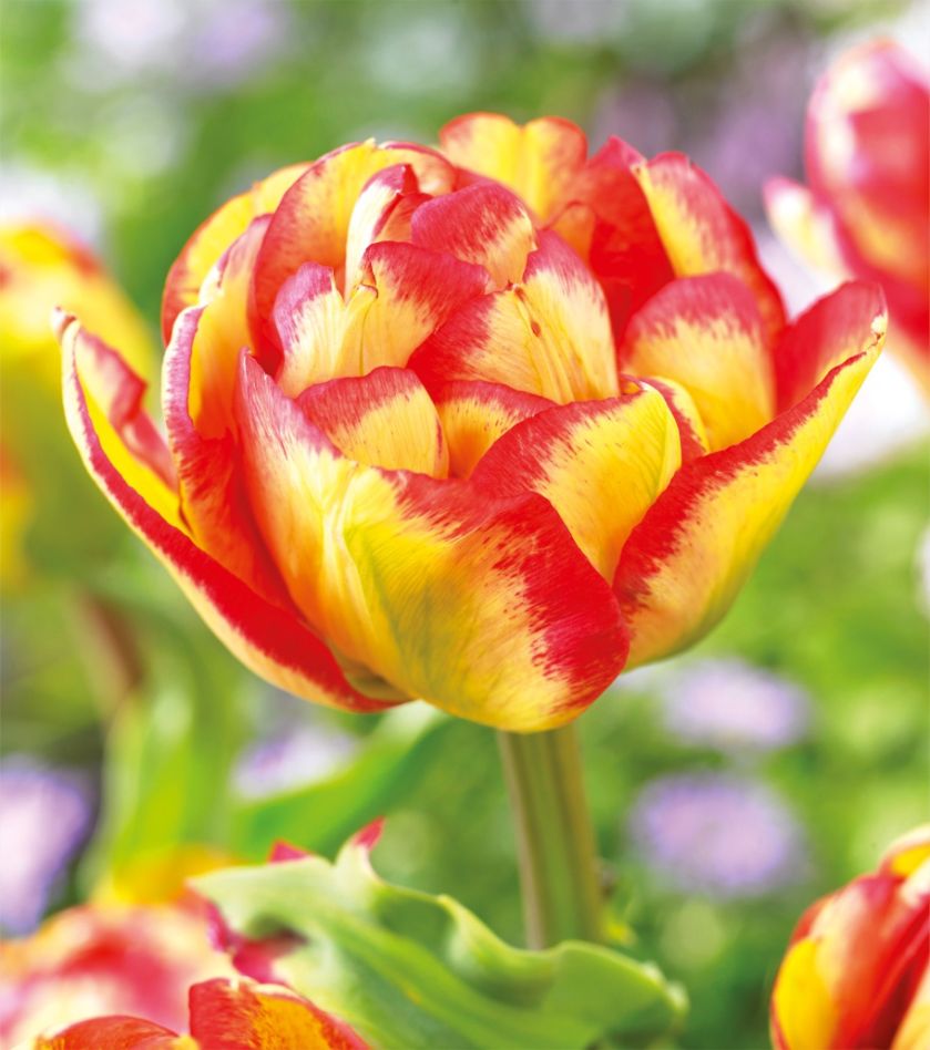 kwitnące kwiaty cebulowe