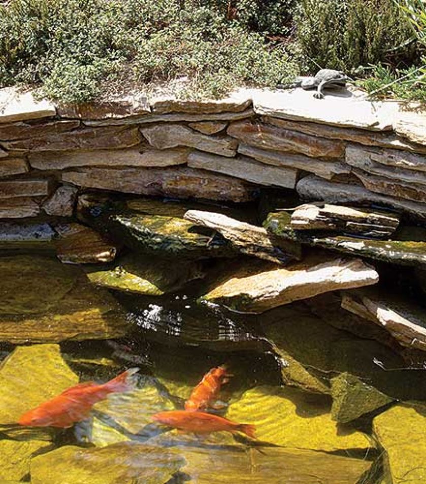 Oczko wodne z płynącą wodą i japońskimi karpiami.