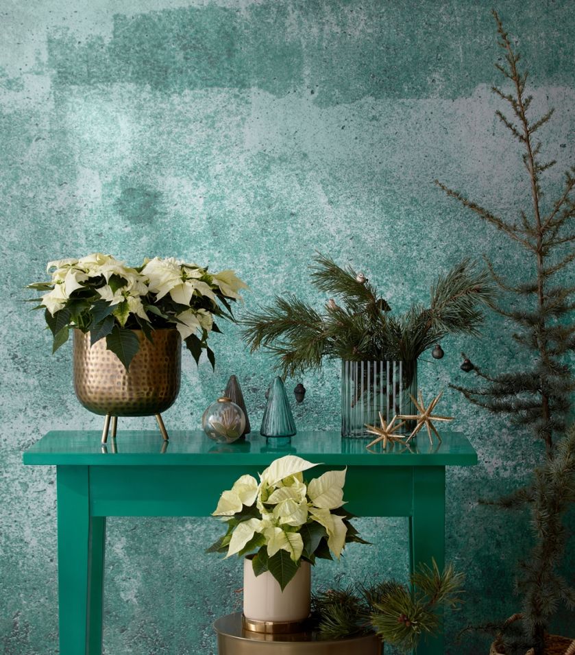 białe gwiazdy betlejemskie i dekoracje świąteczne w wazonach