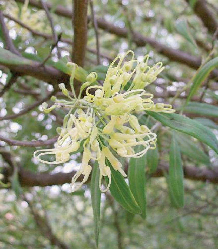 Z tych kwiatów wkrótce powstaną oliwki