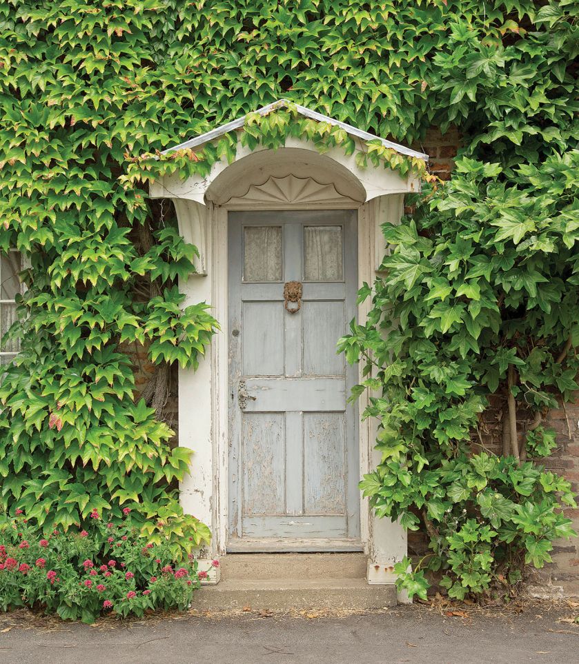 Winobluszcz Trójkaplowy. Czas na pnącza