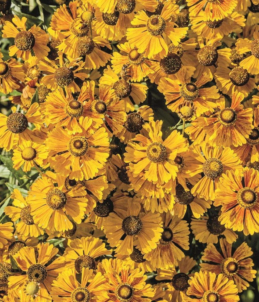 DZIELŻAN pomarańczowe kwiaty ogrodowe