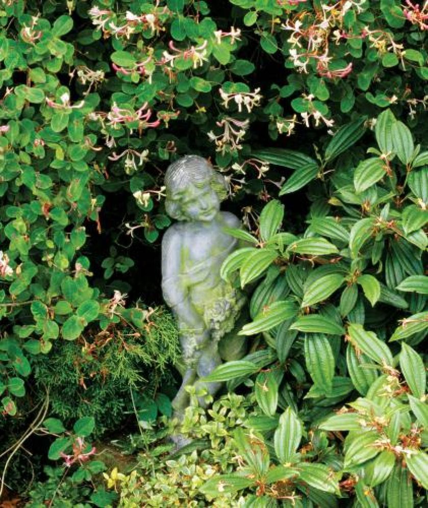 Wiciokrzew kapryfolium