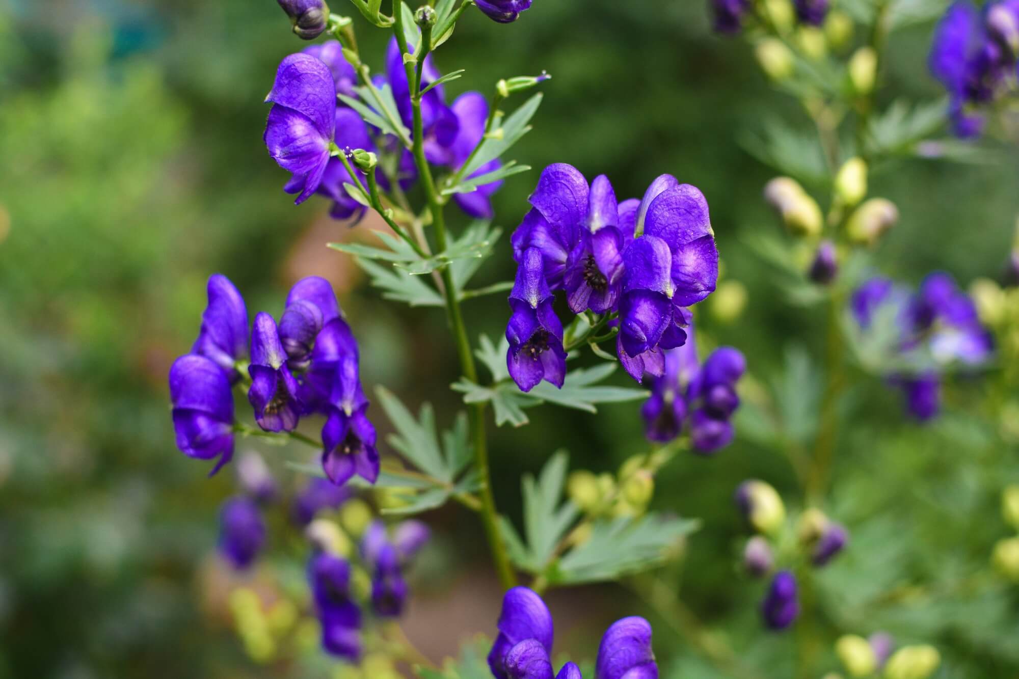 tojad piękny i niebezpieczny