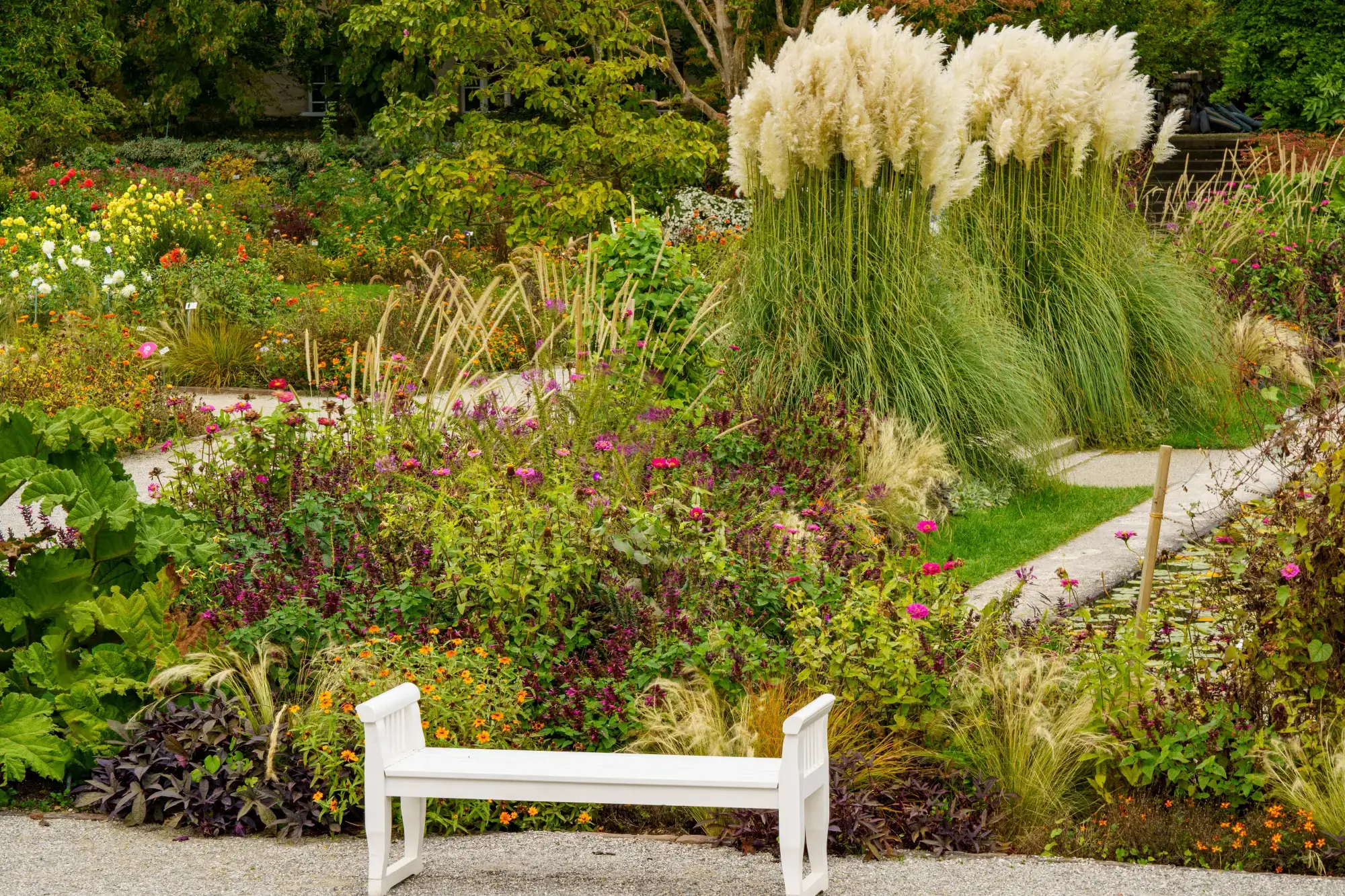 trawa pampasowa w ogrodzie