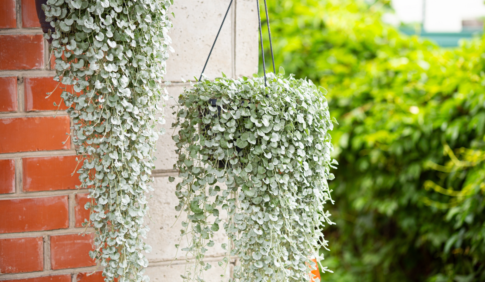 Dichondra srebrzysta