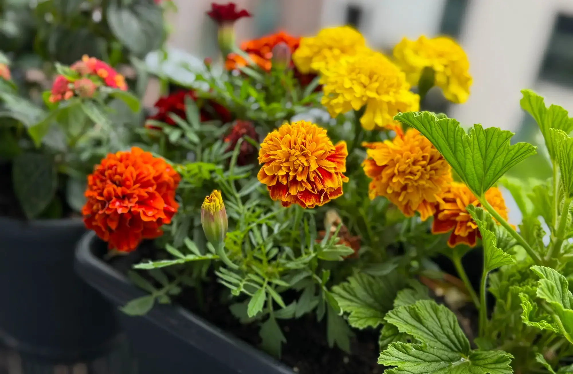 aksamitki niewymagające kwiaty balkonowe