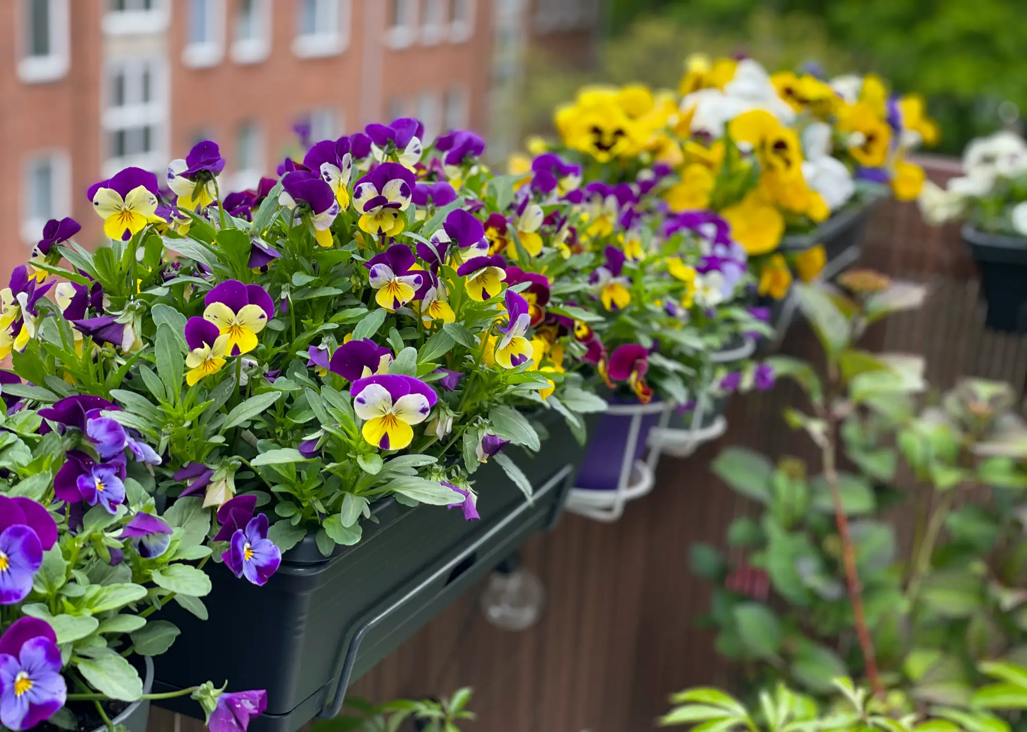 fiołki rogate niewymagające kwiaty balkonowe