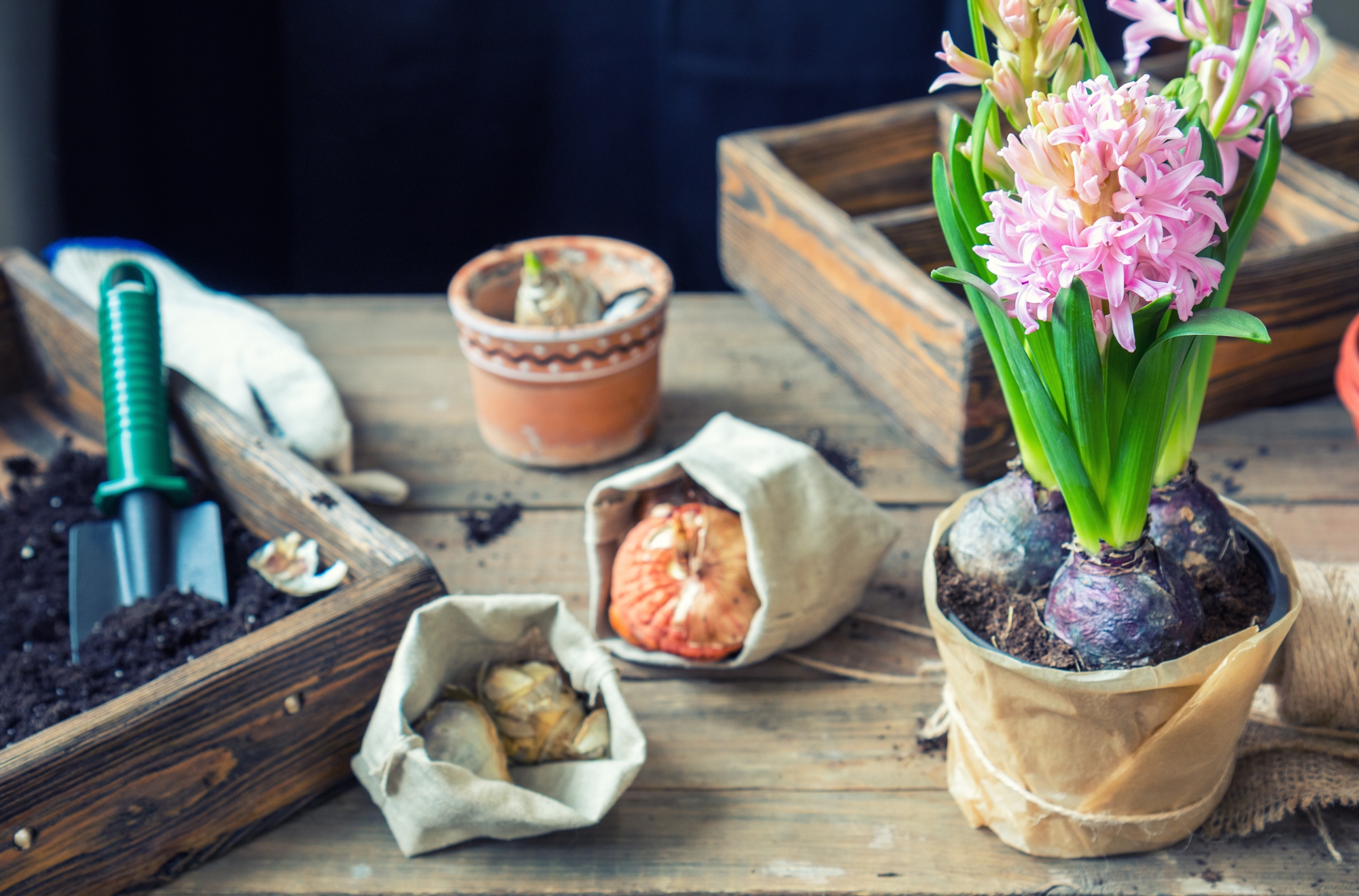 Гиацинт как сажать луковицу. Гиацинт цветок комнатный. Гиацинт как сажать луковицу. Гиацинт как сажать луковицу. Гиацинт растение луковица.